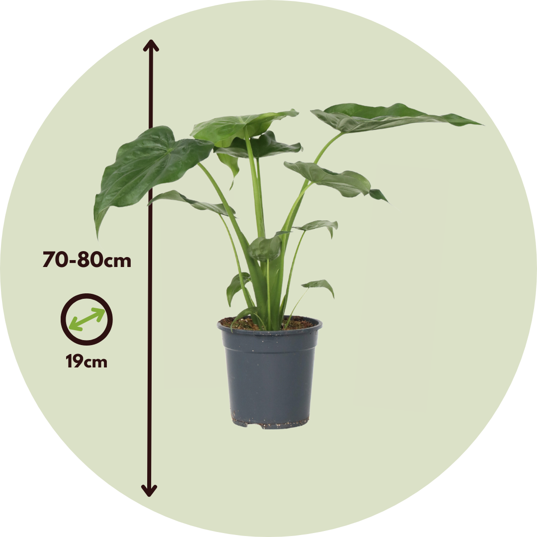 Oreja De Elefante - Alocasia 'cucullata' - Altura 70-80cm - ⌀19cm