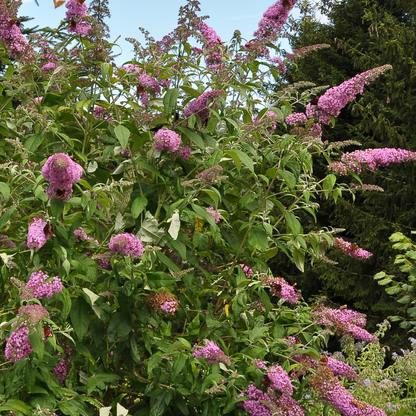 Arbusto De Las Mariposas - 3 Pzs - Buddleja 'pink' - Altura 25-40cm - ⌀9cm_1