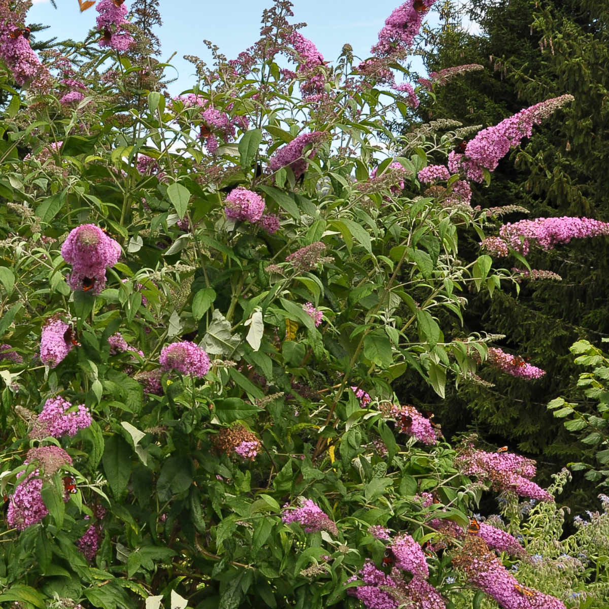 Arbusto De Las Mariposas - 3 Pzs - Buddleja 'pink' - Altura 25-40cm - ⌀9cm
