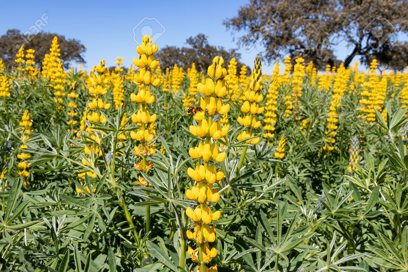 Semillas Mix Alfombra De Flores Ecológicas_0