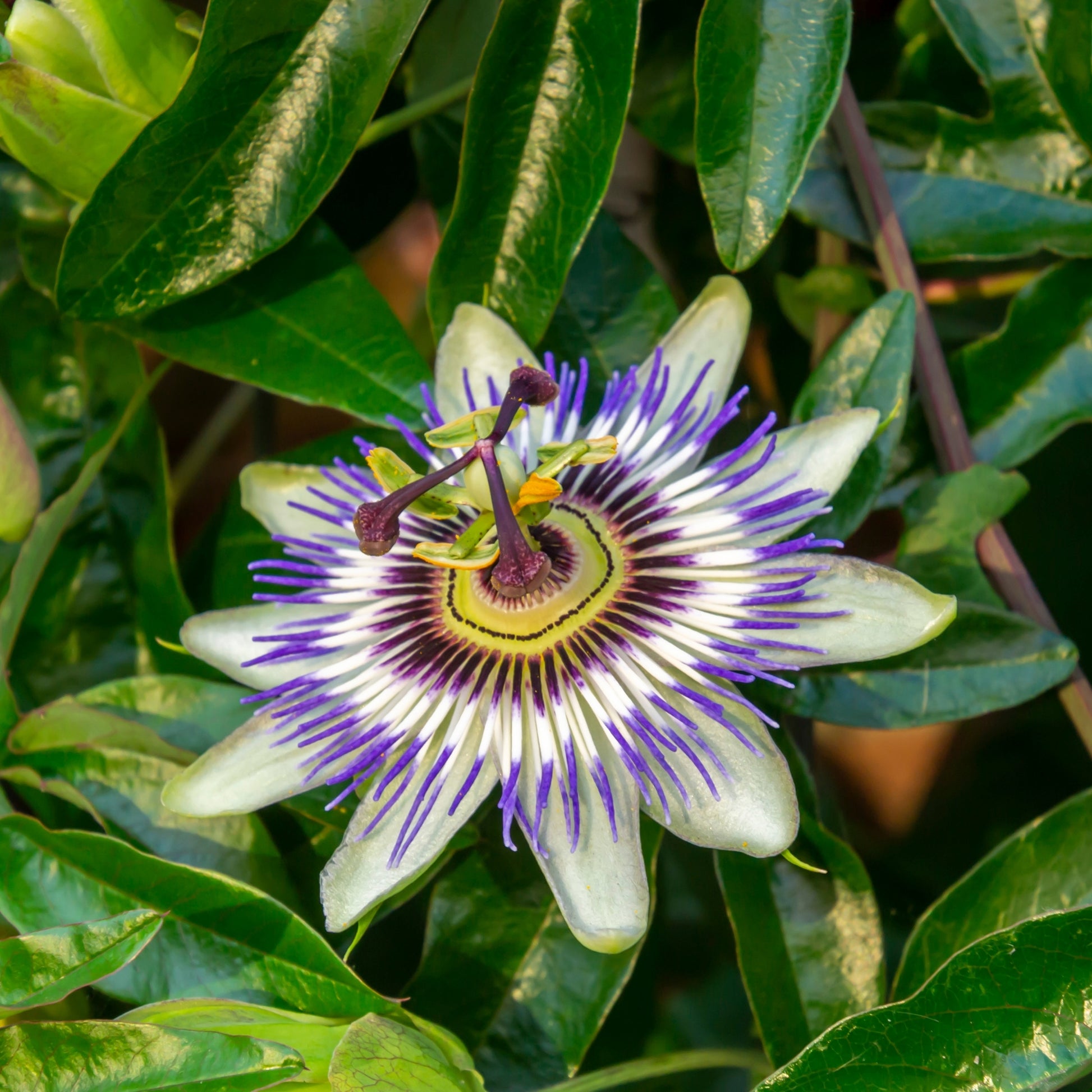 Granadilla - 3 Pzs - Passiflora Hybridum - Altura 25-40cm - ⌀9cm