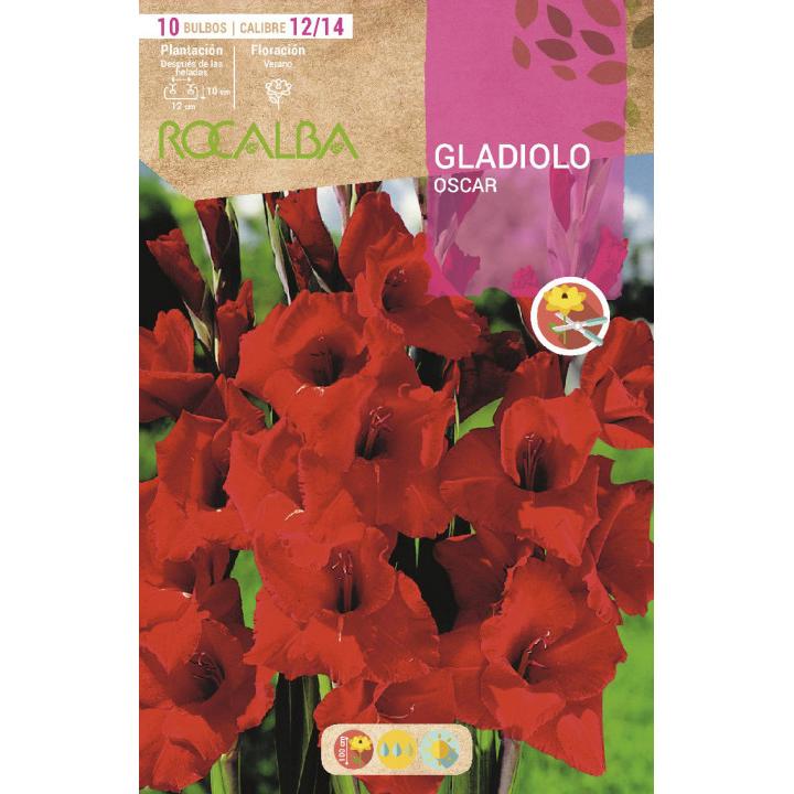 Bulbo Gladiolo rojo vivo 10 uds