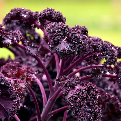 Plantón Col Kale Morada 10 Unidades - PlantaBo_1