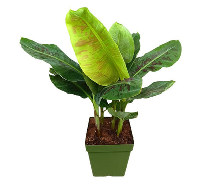 Musa Platanera Canaria M28 100cm (dwarf Cavendisch)_1