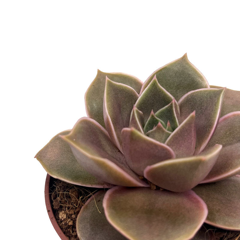 Echeveria Impi Cactus Y Suculentas M8,5 cm Ø_2