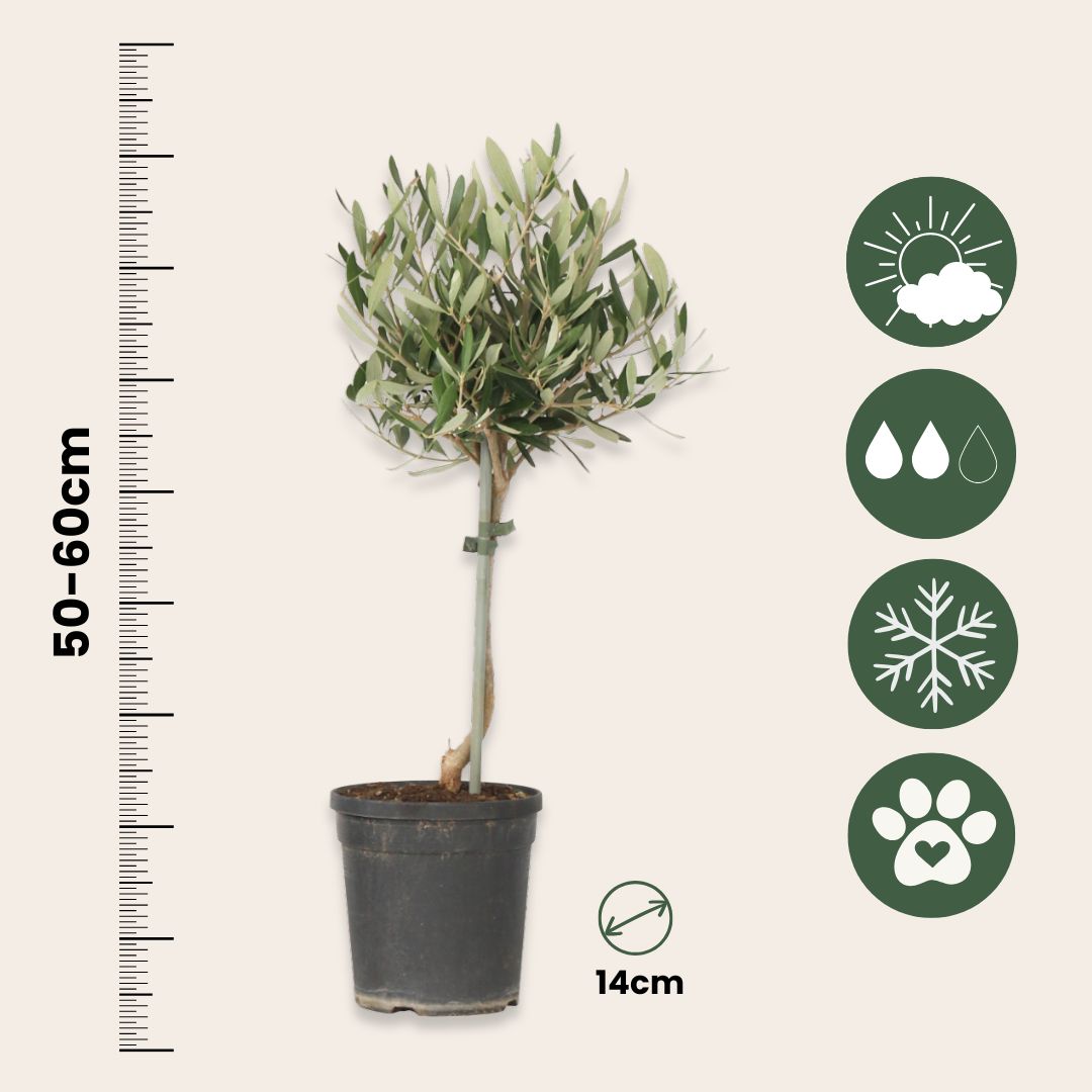 Olivo - Olea Europaea - Altura 45-55cm - ⌀14cm_2