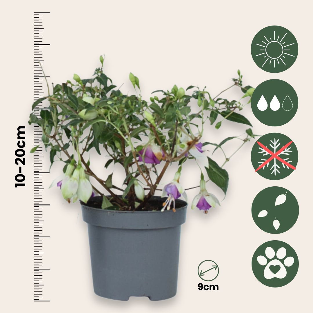 Pendientes De La Reina - 6 Pzs - Fuchsia Magellanica - Altura 10-20cm - ⌀9cm