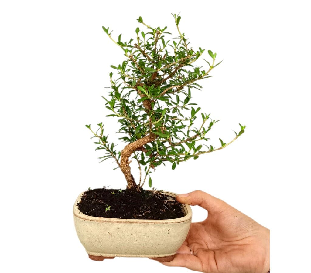 Bonsái Coprosma 7 Años (149581)