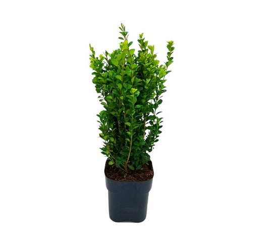 Buxus Sempervirens M17 40-50cm_0