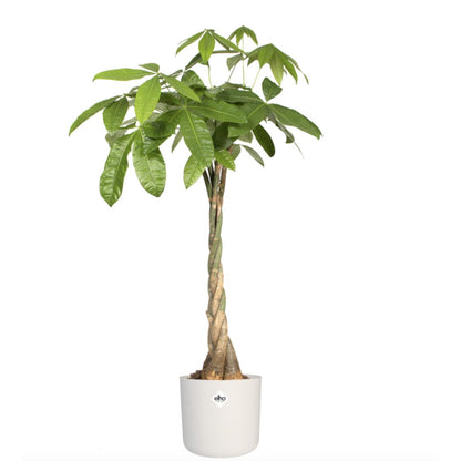Macetero B.for Soft Round Elho Blanco 30 cm