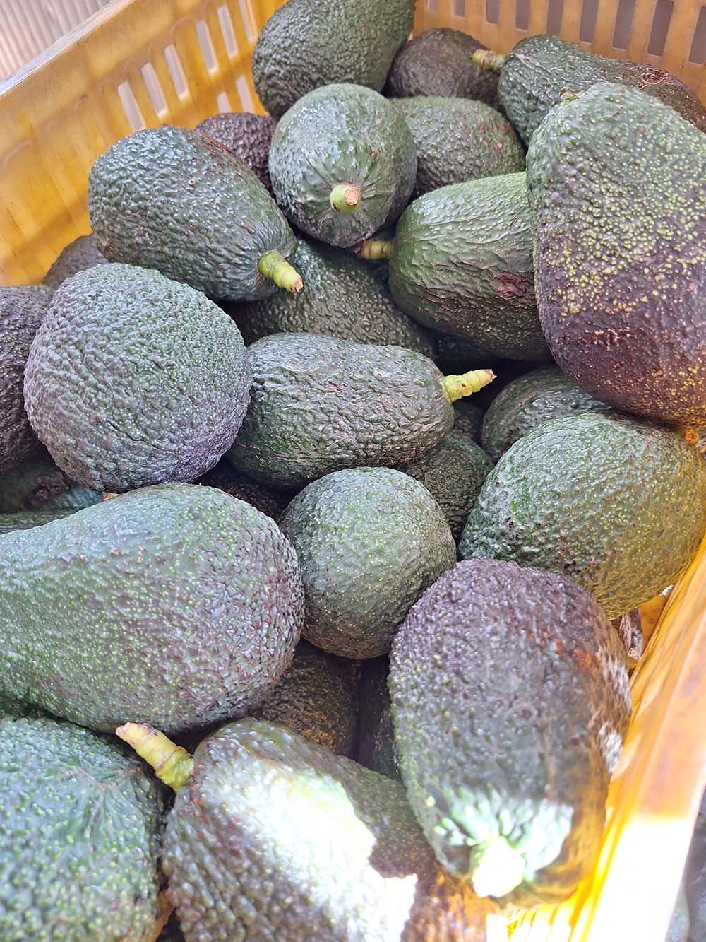 Aguacate ecológico Lamb-hass 3kg_1