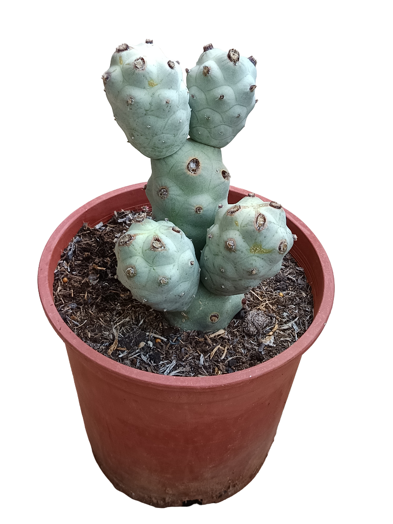 Tephrocactus Calvus Planta De Sol Ø20 Cactus Unico