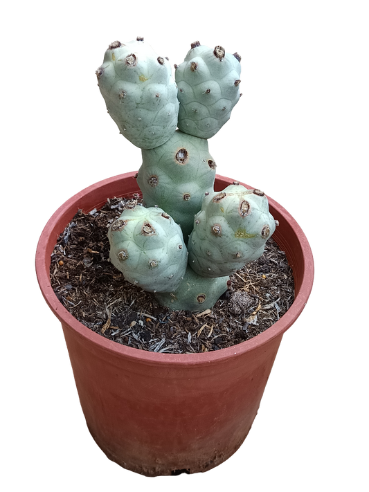 Tephrocactus Calvus Planta De Sol Ø20 Cactus Unico