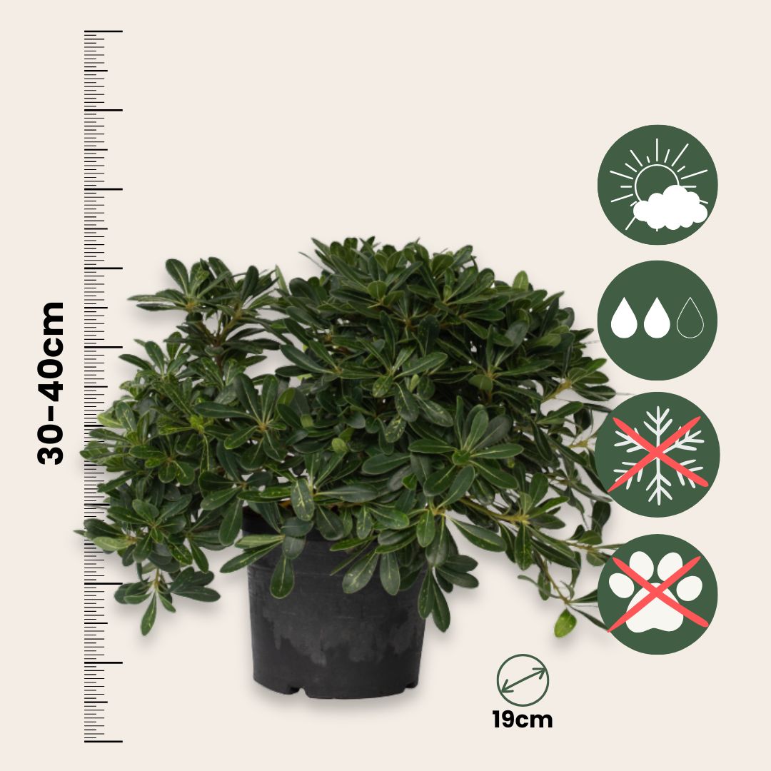 Pitósporo Rastrero - Pittosporum Tobira Nanum - Altura 30-40cm - ⌀19cm_2