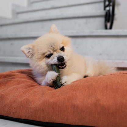 Garden Bites Veggie Toby Snack dental para perros S 50 uds Duvo