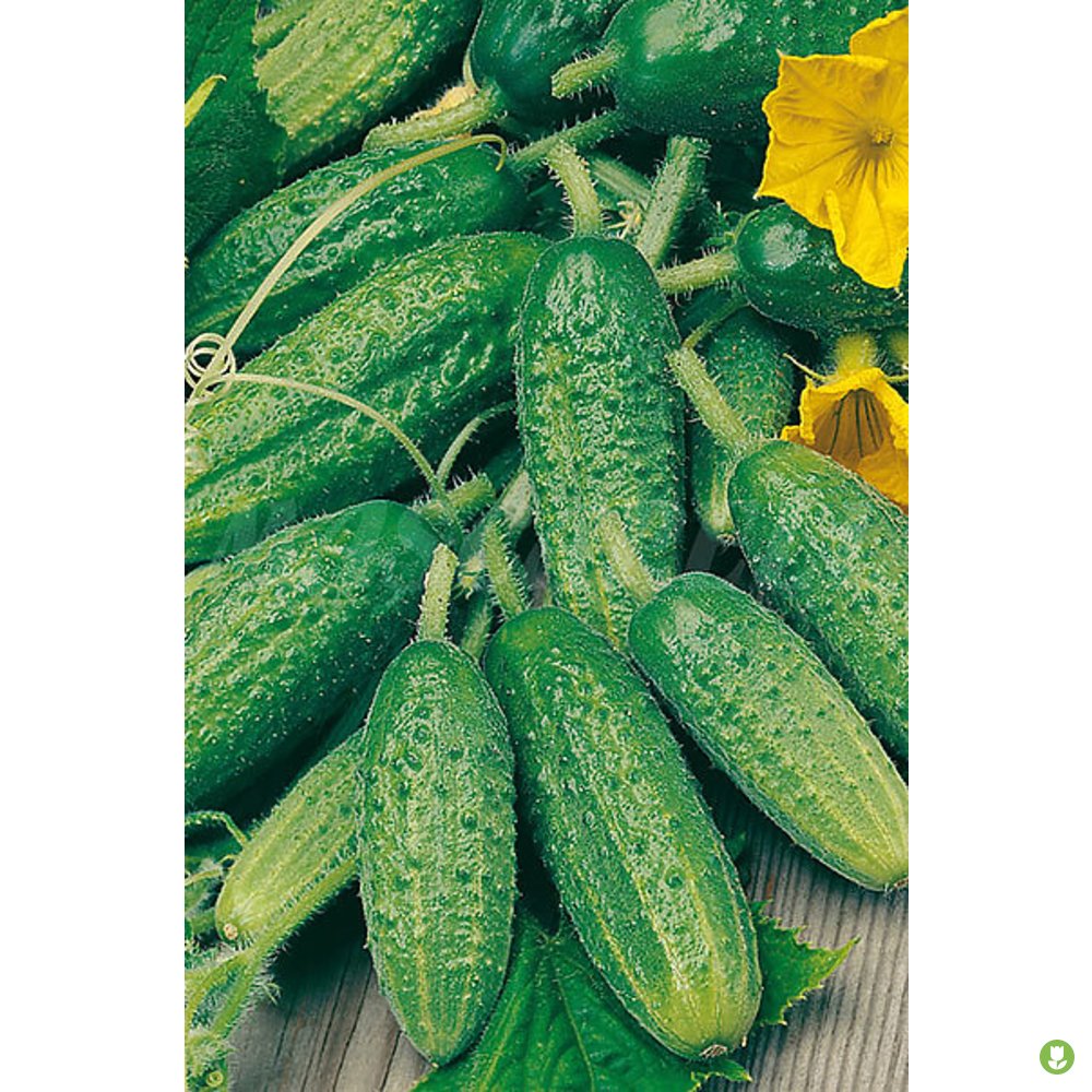 Semillas Pepinillo (cornichón De Paris)