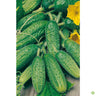 Semillas Pepinillo (cornichón De Paris)