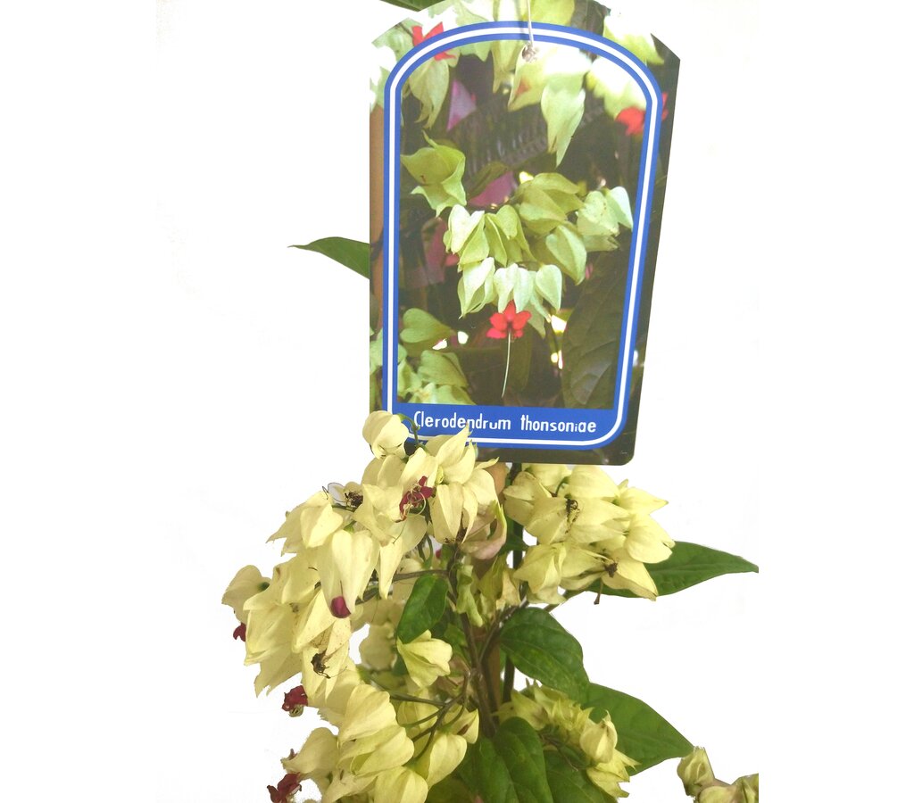 Clerodendrum Thomsionae M20 180-200cm (lágrimas De Cristo)