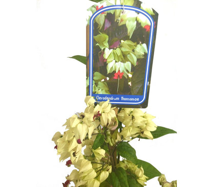 Clerodendrum Thomsionae M20 180-200cm (lágrimas De Cristo)