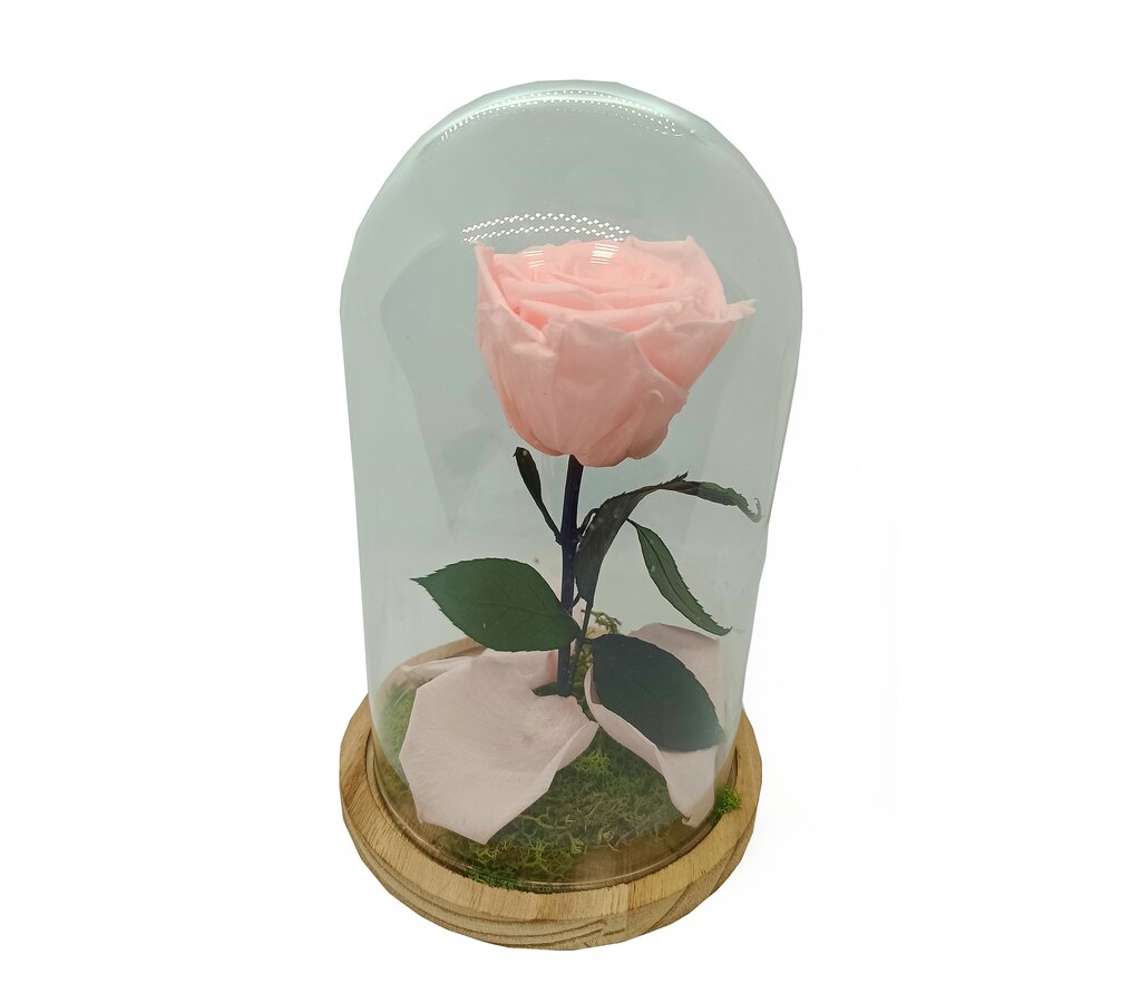 Mundo Eterno Rosa En Cúpula Rosa Claro (light Pink) 12x20cm_0