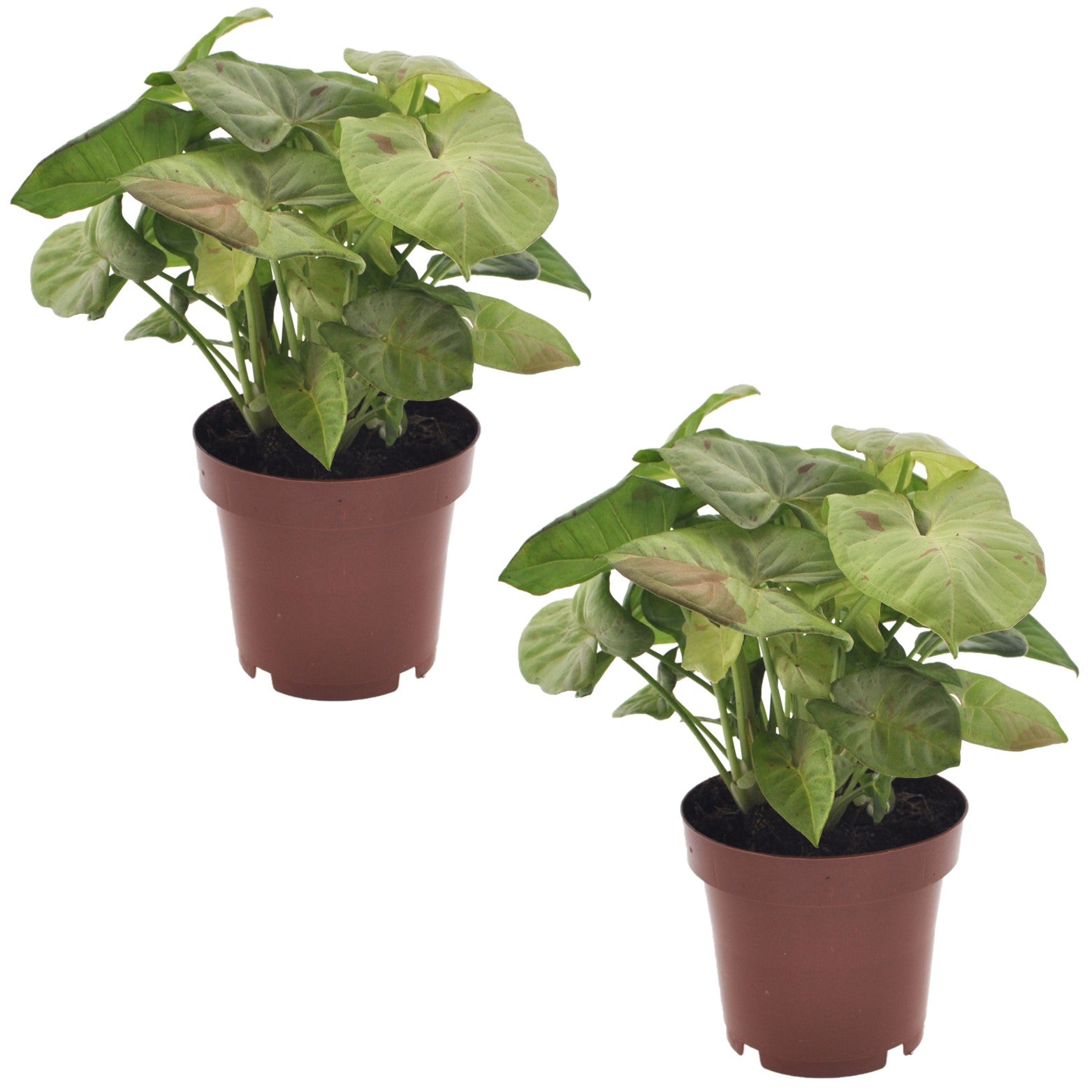 Singonio Confeti - 2 Pzs - Syngonium 'milk Confetti' - Altura 20-30cm - ⌀12cm_0