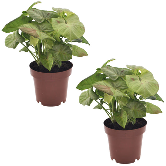 Singonio Confeti - 2 Pzs - Syngonium 'milk Confetti' - Altura 20-30cm - ⌀12cm_0
