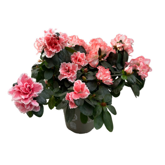 Azalea Planta Japonesa De Buena Suerte_0