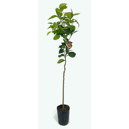 Naranjo Vaniglia Sanguinelli Tb20 160cm_0
