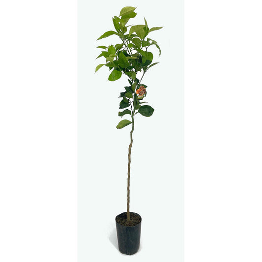 Naranjo Vaniglia Sanguinelli Tb20 160cm_0