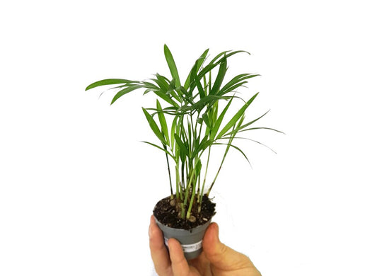 Chamaedorea Elegans M6_0
