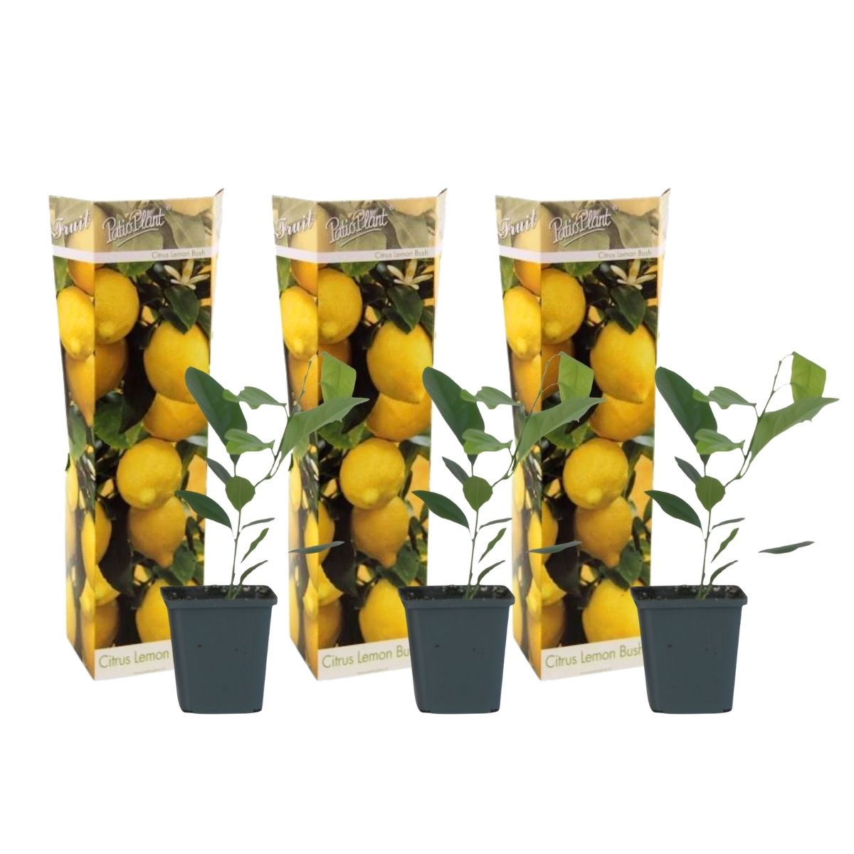 Limonero - 3 Piezas - Citrus Limon - Altura 25-40cm - ⌀9cm_0