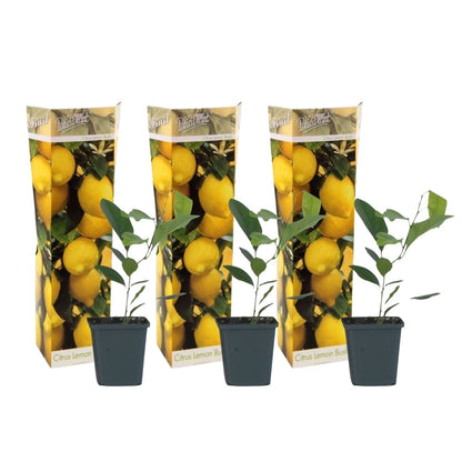 Limonero - 3 Piezas - Citrus Limon - Altura 25-40cm - ⌀9cm_0