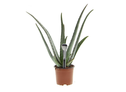 Aloe Vera M9 20cm_0
