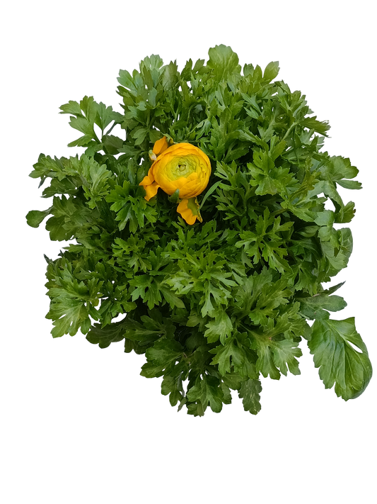 Planta Ranúnculo Ø14 Com Flor Laranja_0