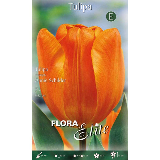 Bulbos Tulipán naranja 7 uds