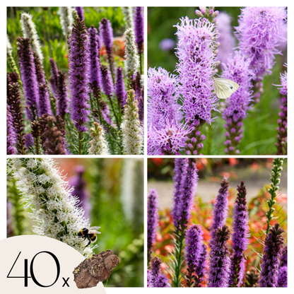 Siskiyou Lewisia - 40 Pzs - Liatris - Cepellones - Púrpura_0