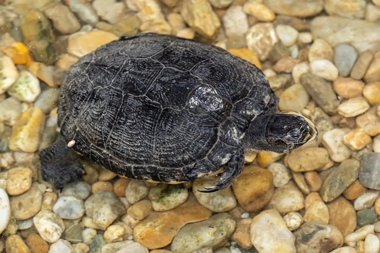 Piedra Para Lecho Tortugas Vio Habit / Saco 20 Kg. / Mediano / Gris_0