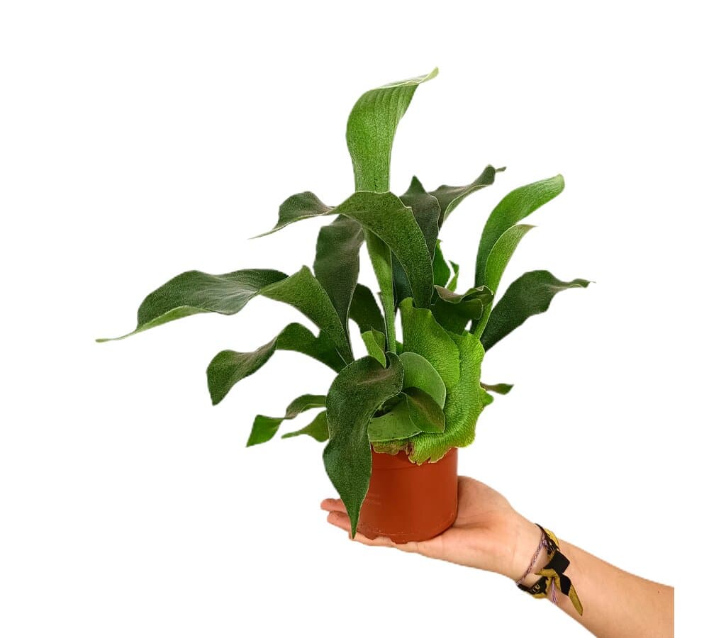 Platycerium Netherlands M12 25cm_0
