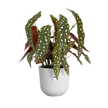 Macetero jazz round silky white Elho 19 cm