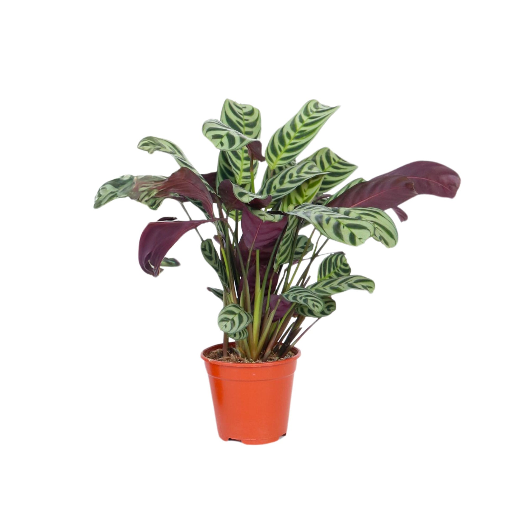 Planta De Oración - Ctenanthe 'burle-marxii' - Altura 25-40cm - ⌀12cm