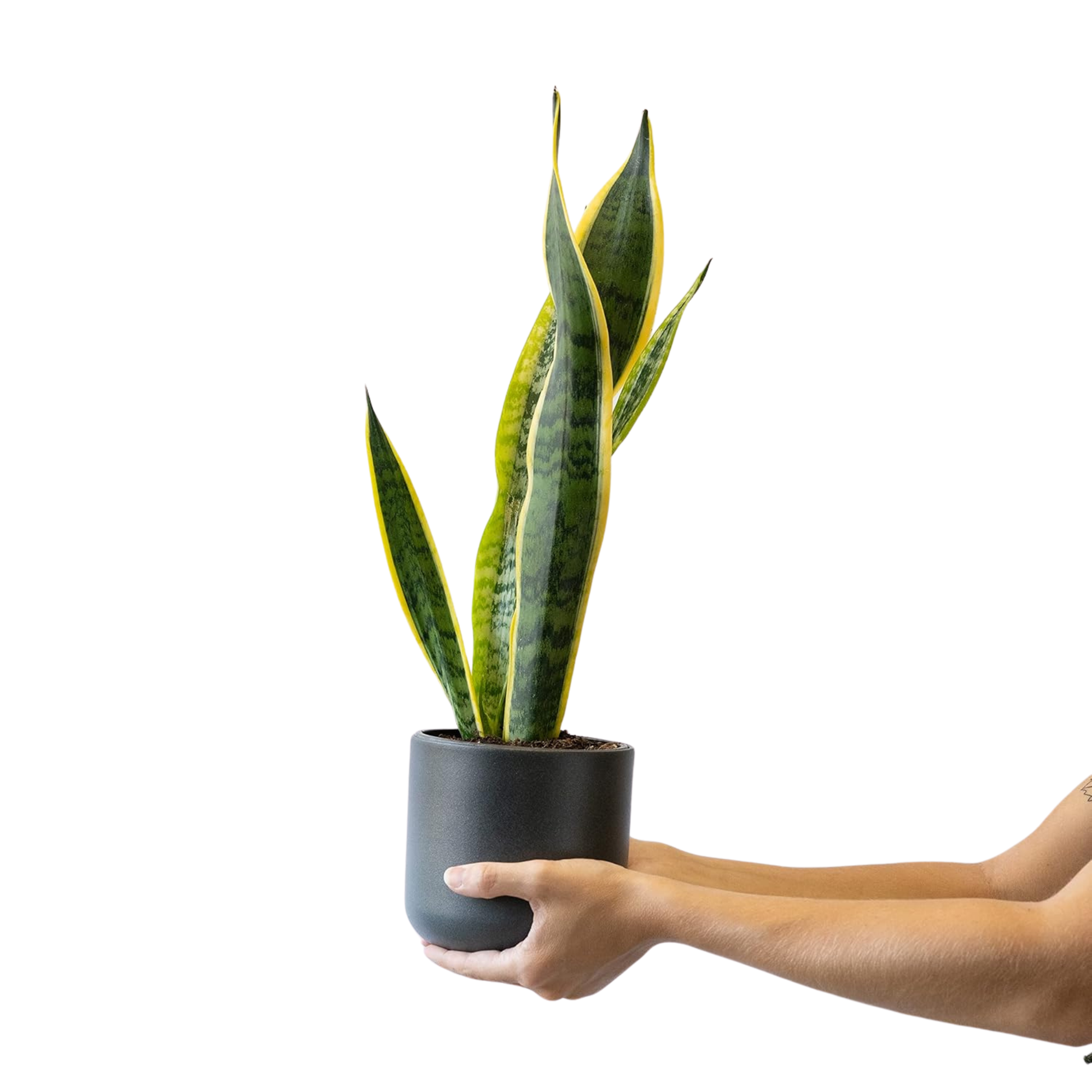 Planta Natural Viva Sansevieria Laurentii O Lengua De Suegra Altura Aproximada 30 Cm En Maceta De 13 Cm 4 Hojas_1