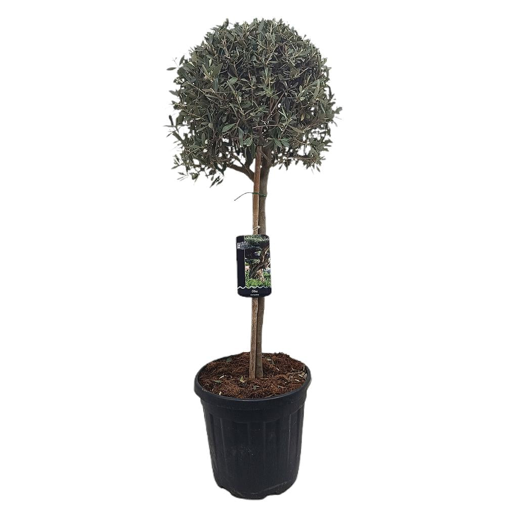 Olivo Copa M40 140-160cm_0