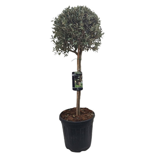 Olivo Copa M40 140-160cm_0