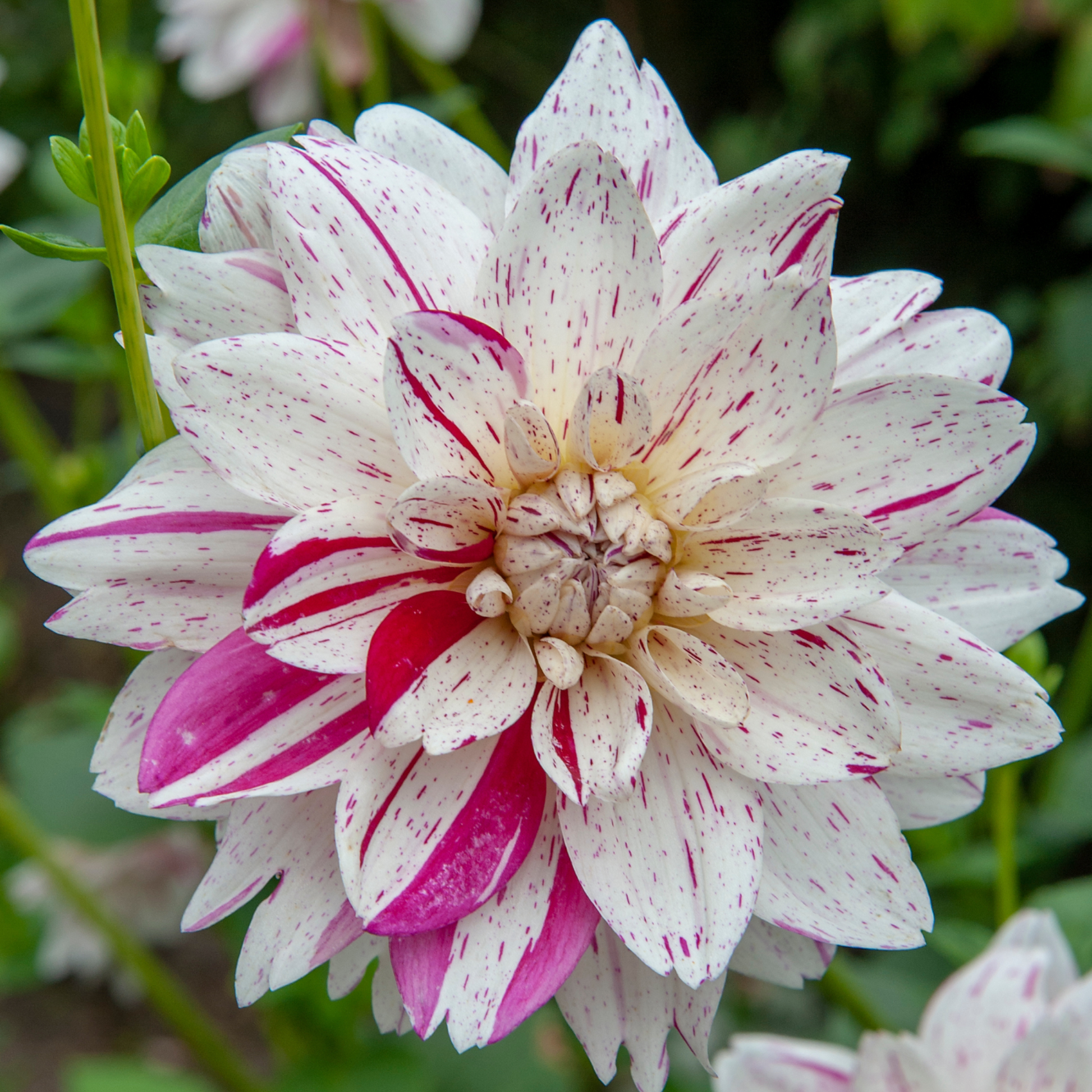 Tubérculos De Dalia - 4 Pzs - Dahlia 'bouqet Sunset'_3