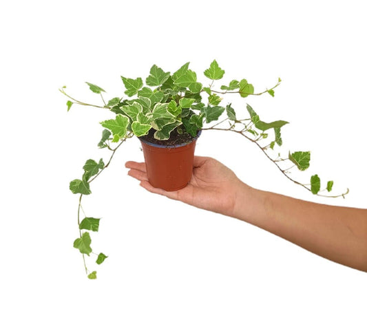 Hedera Helix M9_0