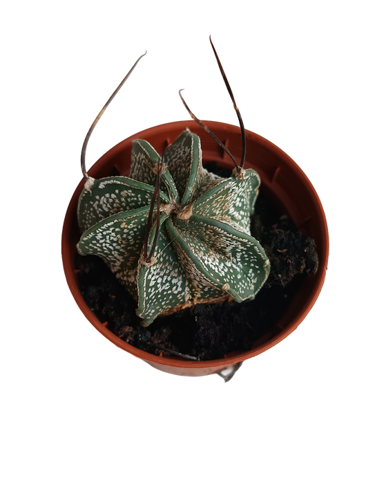 Astrophytium Capricorne Cactus De Colección Ø5 Cm_0