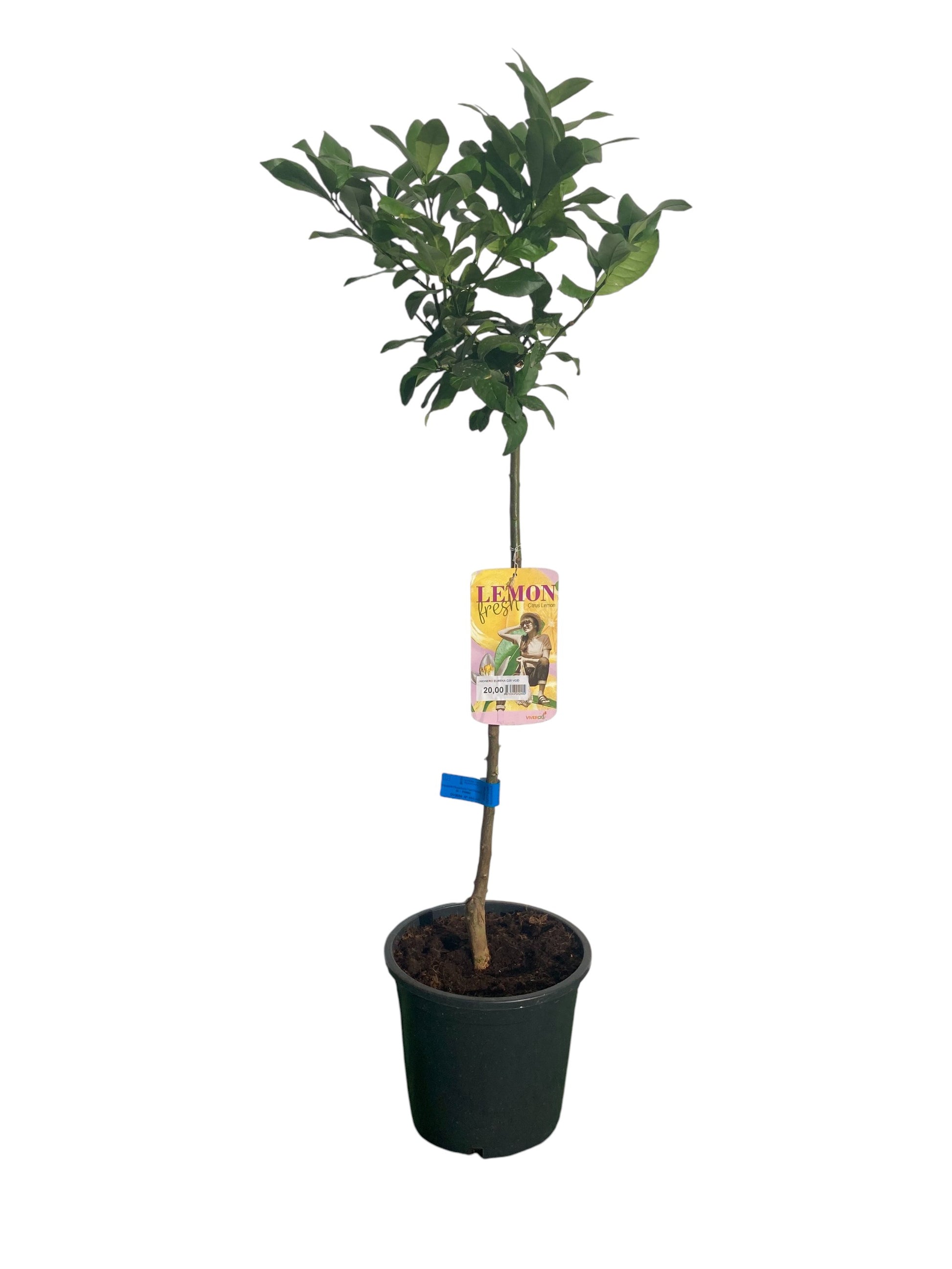 Limonero Lunero Maceta 120 CM_0