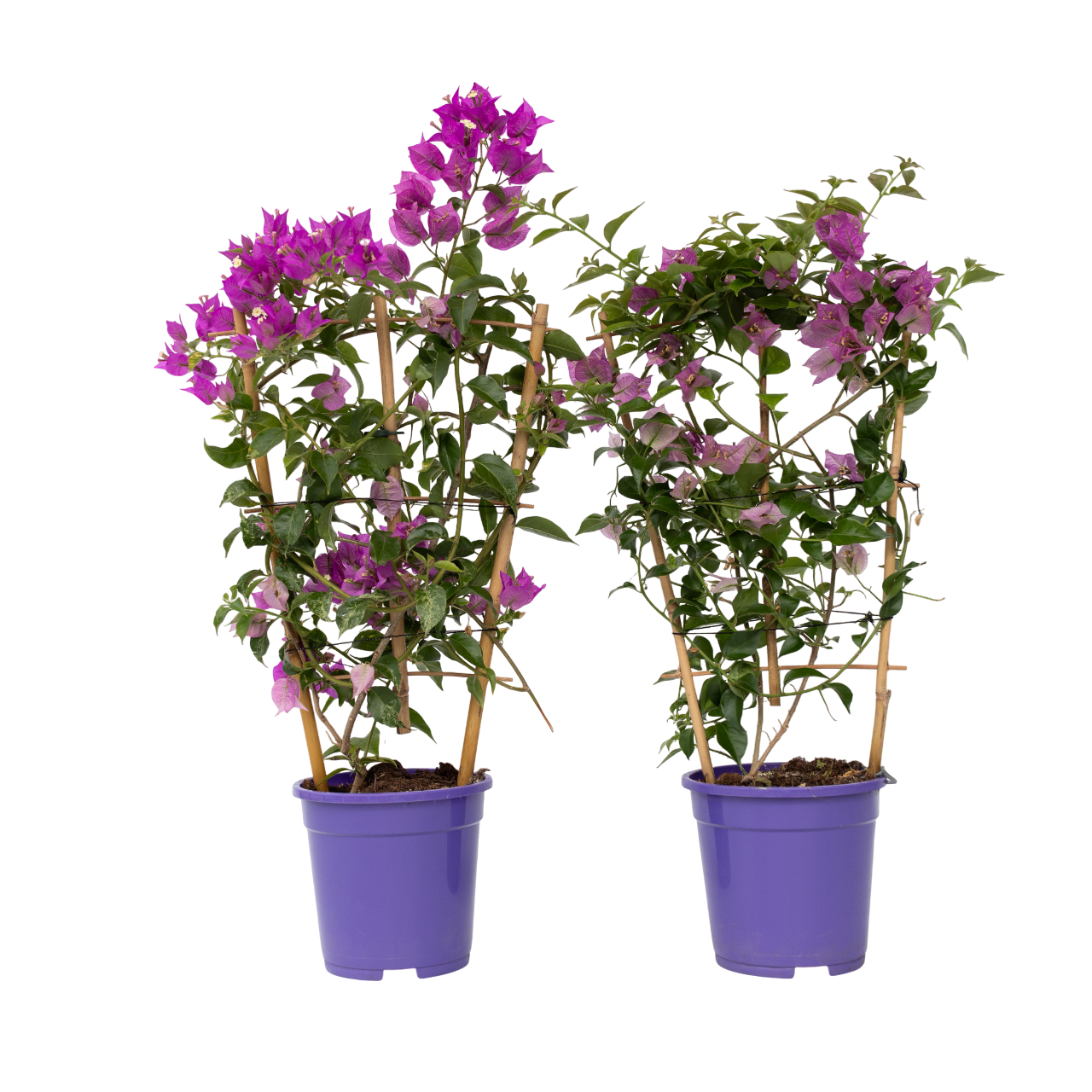 Buganvilla - 2 Pzs - Bougainvillea 'alexandra' - Altura 50-60cm - ⌀17cm_0
