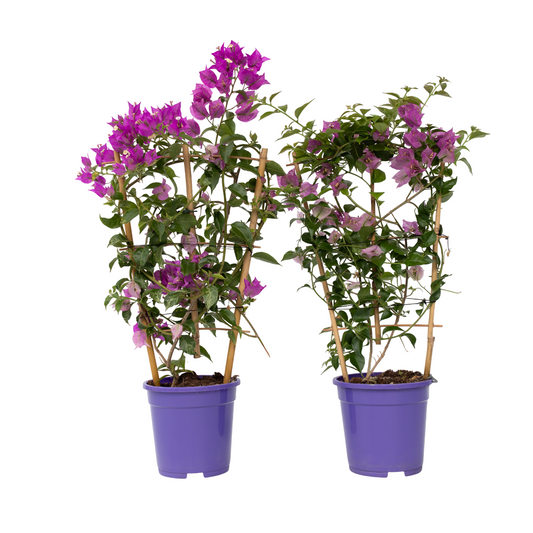Buganvilla - 2 Pzs - Bougainvillea 'alexandra' - Altura 50-60cm - ⌀17cm_0