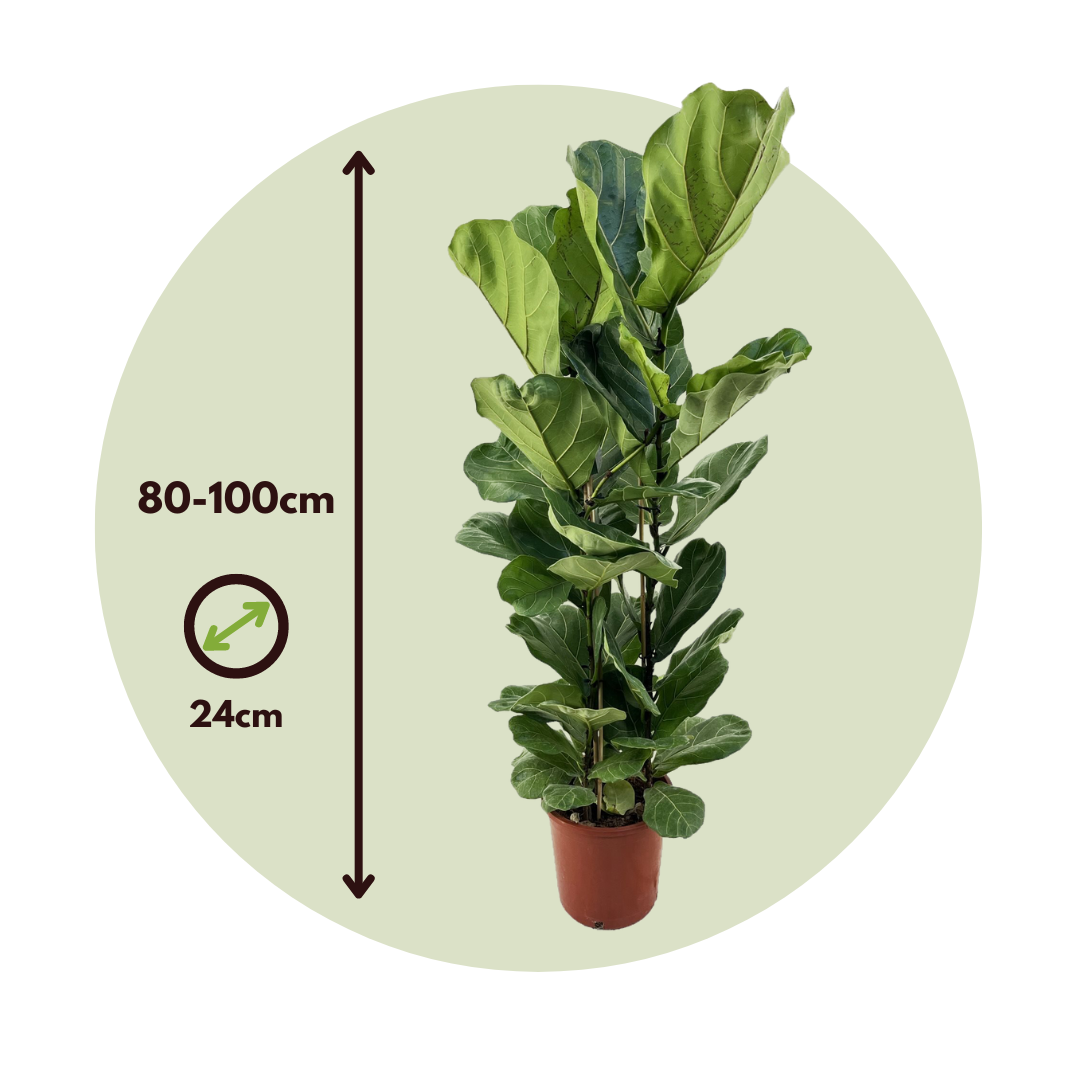 Higuera Hoja De Violín - Ficus Lyrata - Altura 80-100cm - ⌀24cm_2